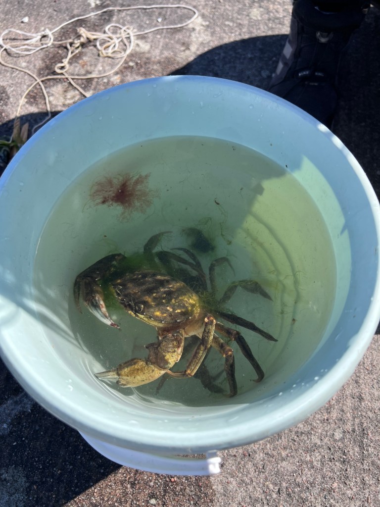 Kosterhavets NP krabi